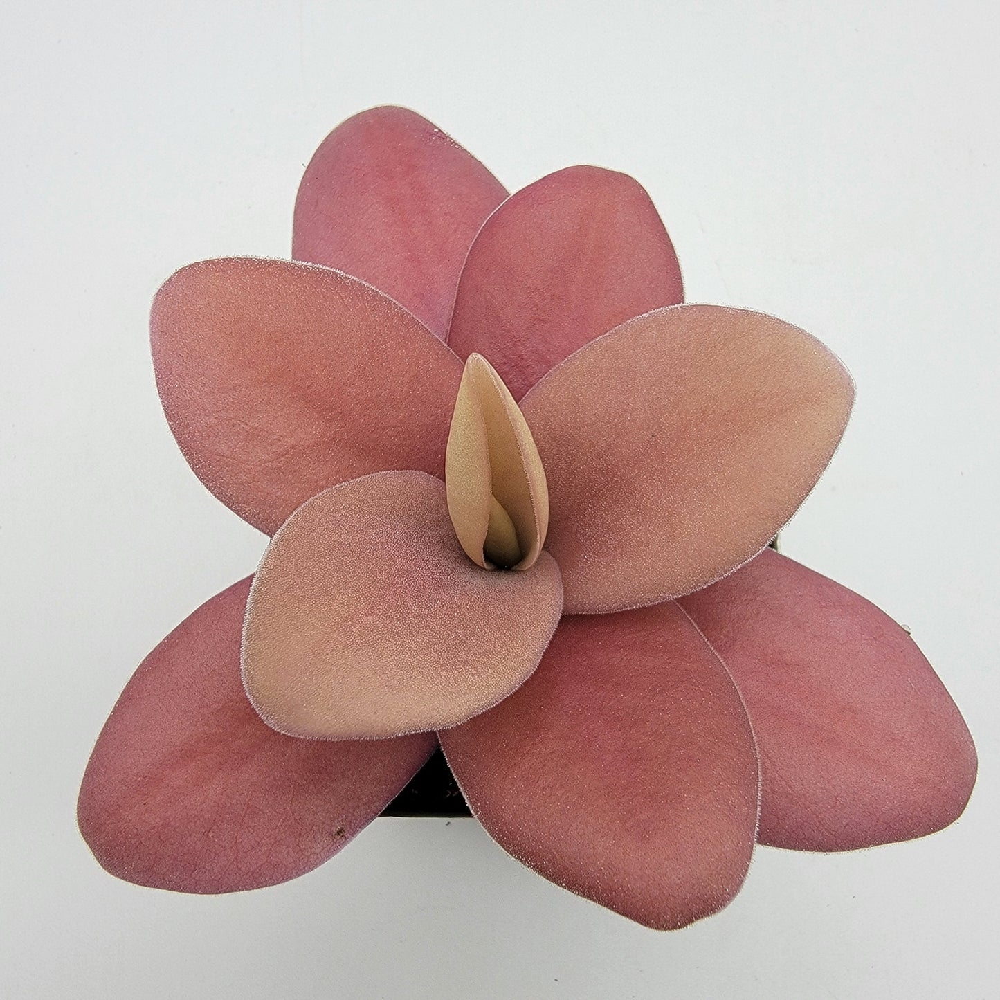Pinguicula gigantea red live plant