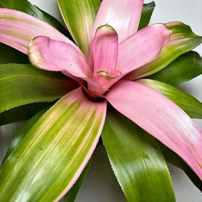 Neoregelia Sexy Pink Bromeliad Houseplant