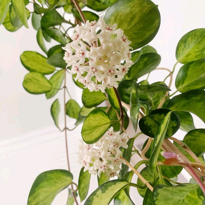 Hoya Australis Green trailing plant with variegated leaves and white star flowers RUNOPLANTS on Tampa Home & Garden Store