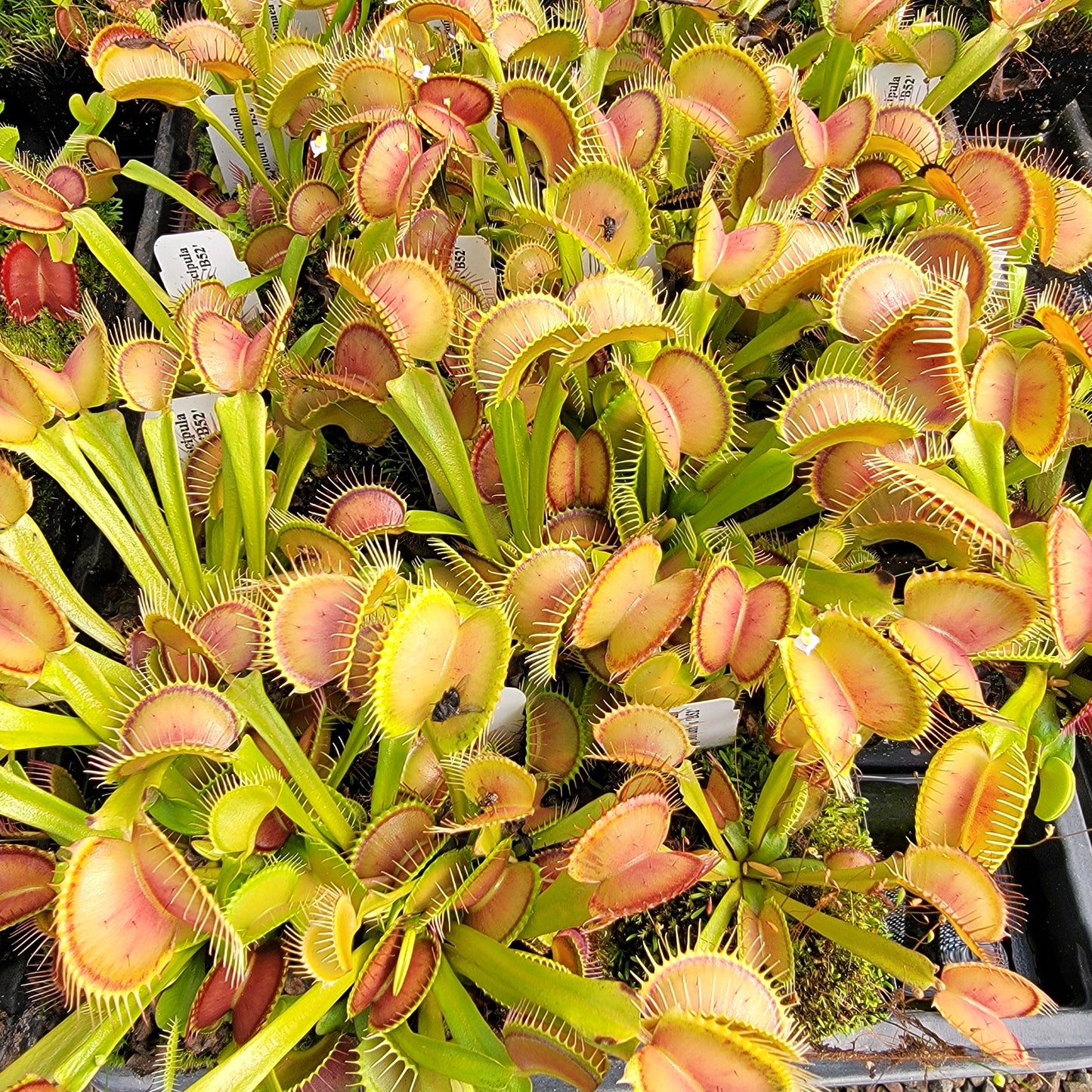 Dionée attrape-mouches (Dionaea muscipula) 'Big Mouth' x 'B52'