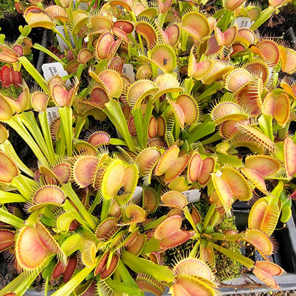 Dionée attrape-mouches (Dionaea muscipula) 'Big Mouth' x 'B52'
