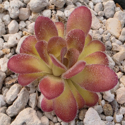 Pinguicula agnata 'El Lobo' x gypsicola