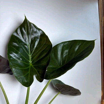 Alocasia Elephant Ear (Wentii)
