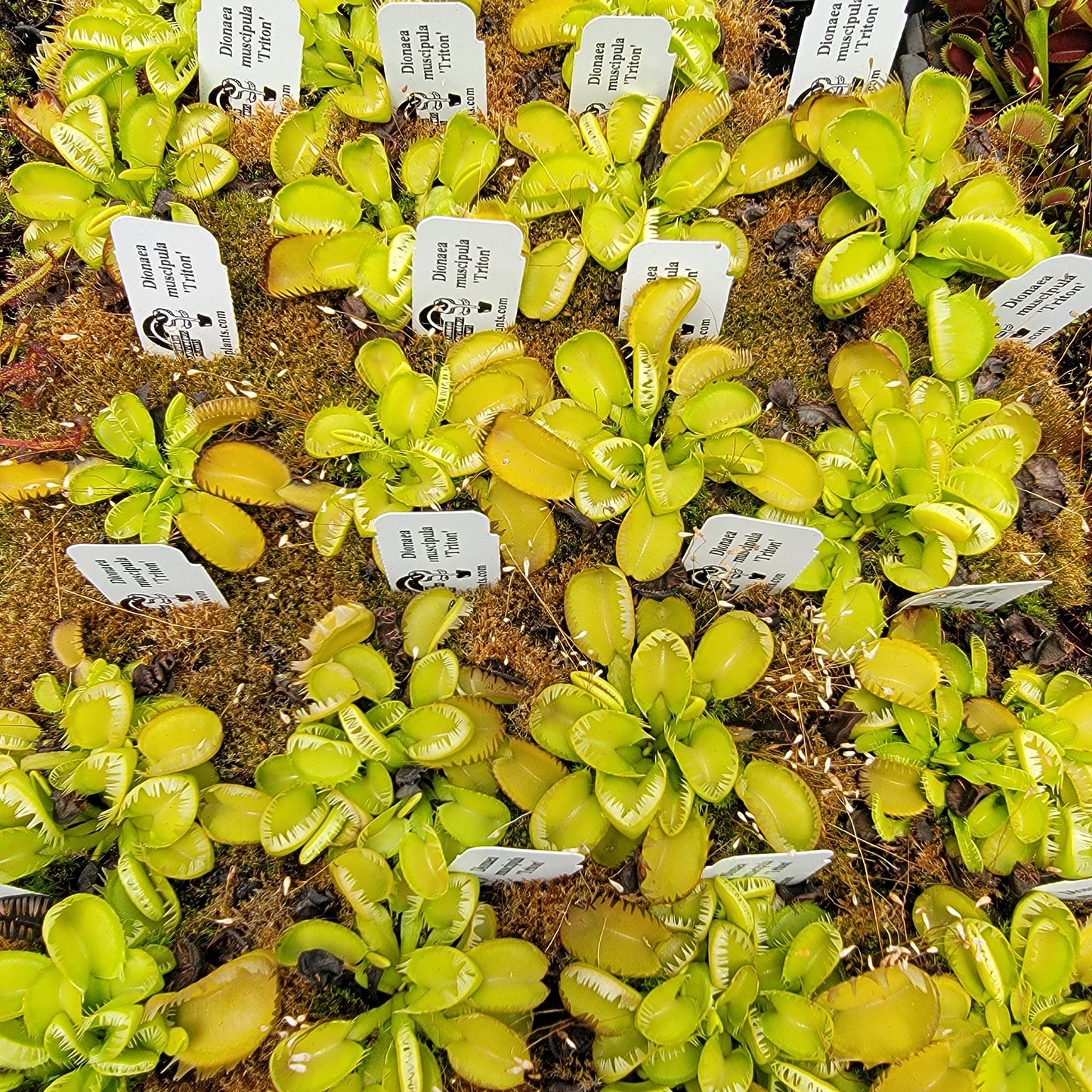 Dionée attrape-mouches (Dionaea muscipula) 'Triton'