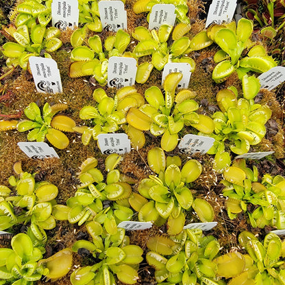 Dionée attrape-mouches (Dionaea muscipula) 'Triton'