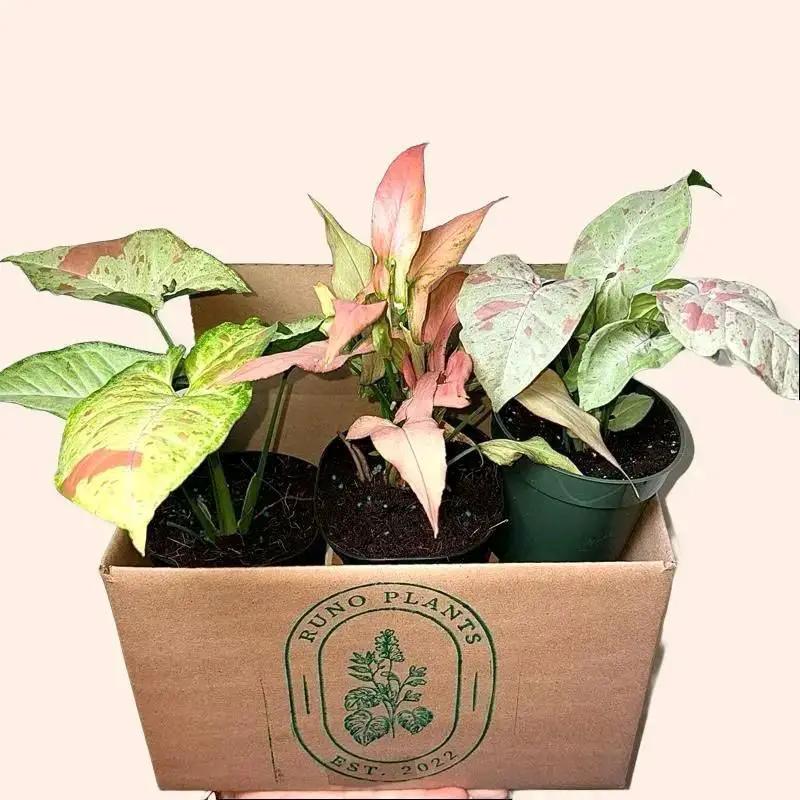 Syngonium Mystery Bundle Box With 3 Plants