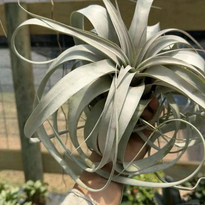 Tillandsia Xerographica Air Plant For Bold Decor