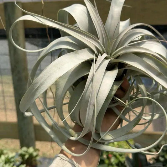 Tillandsia Xerographica Air Plant For Bold Decor
