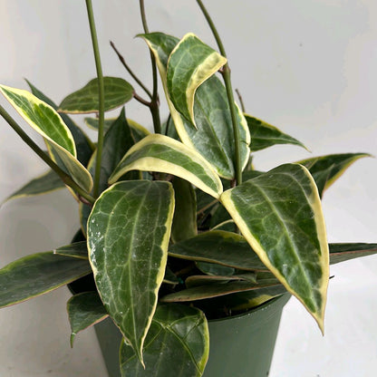 Hoya Variegated Macrophylla Tricolor in green pot; cream-edged green leaves, potted houseplant on Tampa Home & Garden Store