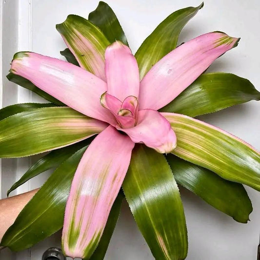 Neoregelia Sexy Pink Bromeliad Houseplant