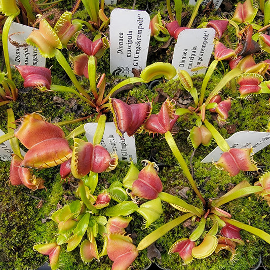 Venus flytraps (Dionaea muscipula) in moss with red-green traps Rainbow Carnivorous Plants LLC on Tampa Home & Garden Store