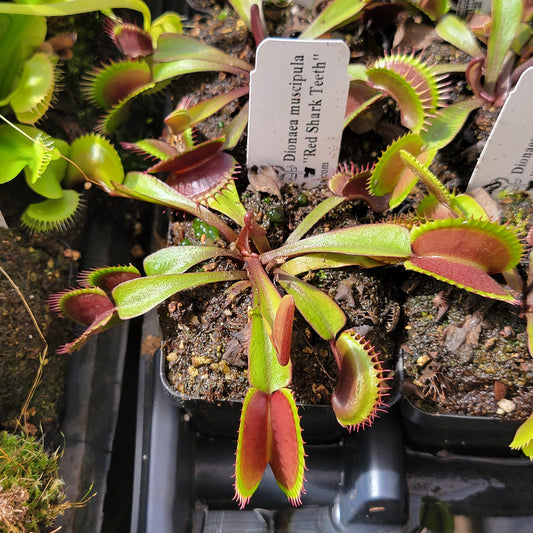 Venus Flytrap Plant "Red Shark Teeth"