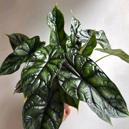 Alocasia Baginda 'Dragon Scale'