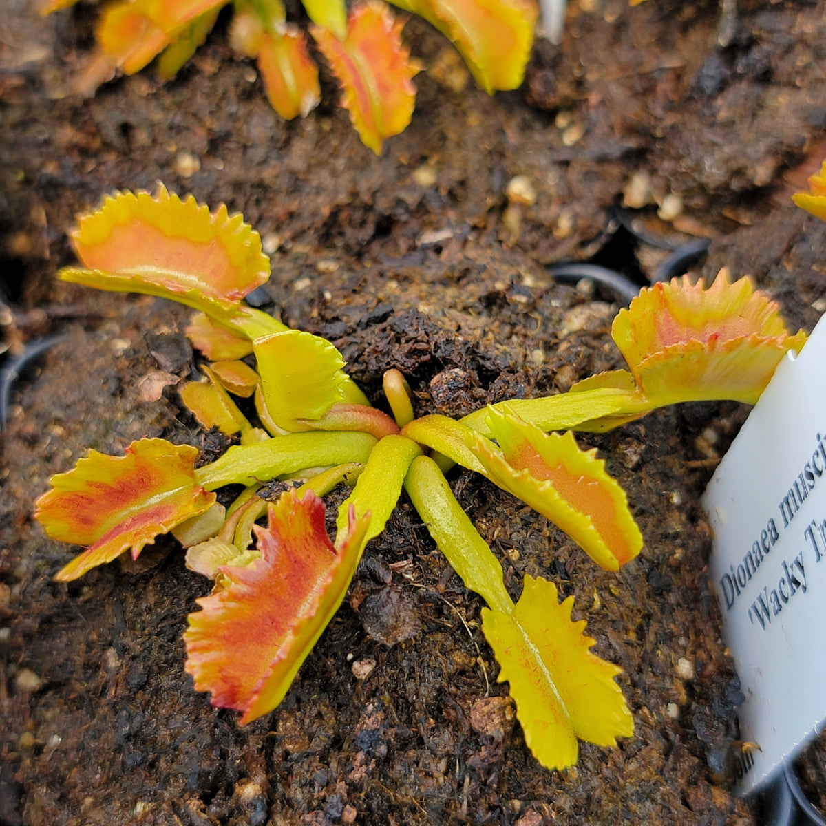 Venus flytrap Wacky Traps plant with yellow traps and pink centers Rainbow Carnivorous Plants on Tampa Home & Garden Store