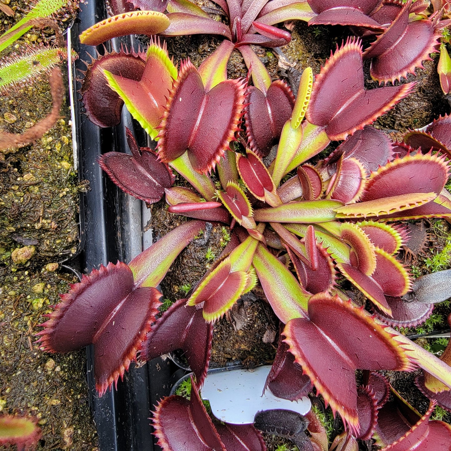 Plante attrape-mouches de Vénus "Red Shark Teeth"
