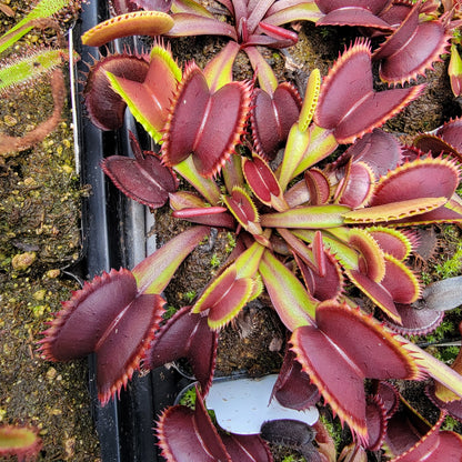 Plante attrape-mouches de Vénus "Red Shark Teeth"