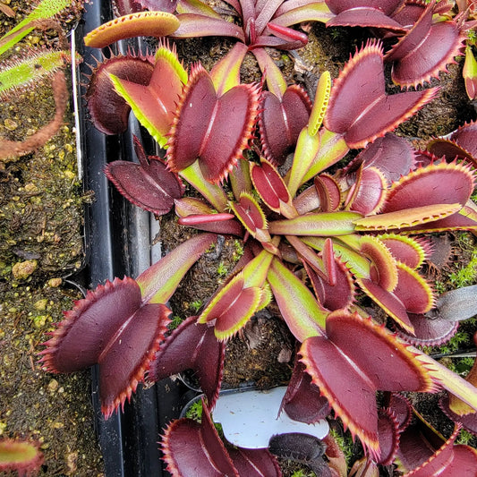 Several Venus flytrap Red Shark Teeth live plant rosettes with red traps and lime-green edges in tray on Tampa Home & Garden Store