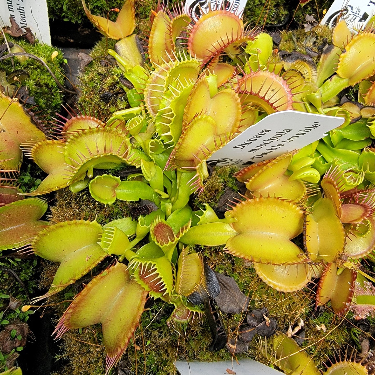 Venus Flytrap Plant 'Double Trouble'