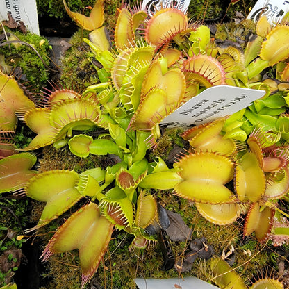 Venus Flytrap Plant 'Double Trouble'