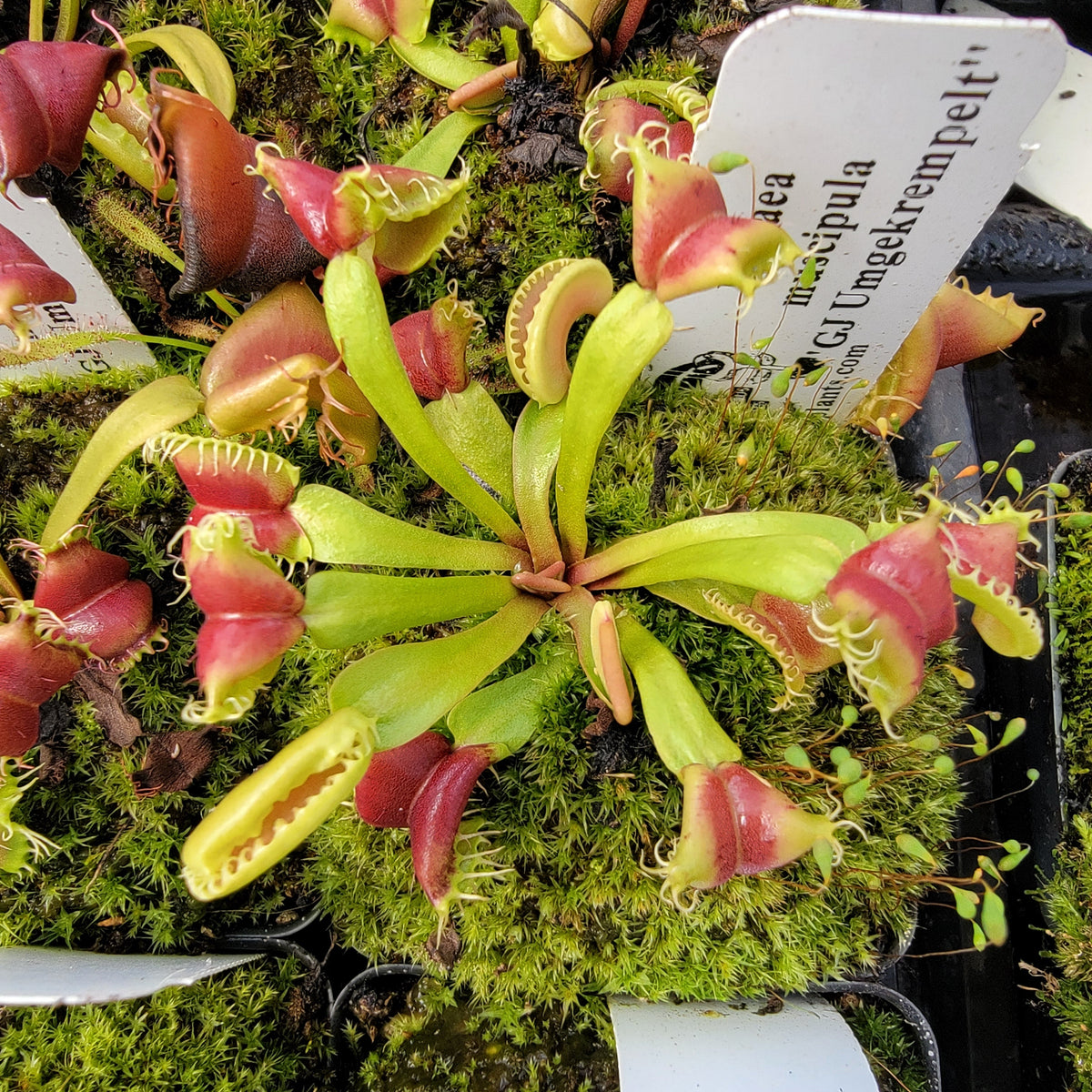 Venus flytrap GJ Umgekrempelt with red traps in a mossy pot, potted houseplant on Tampa Home & Garden Store