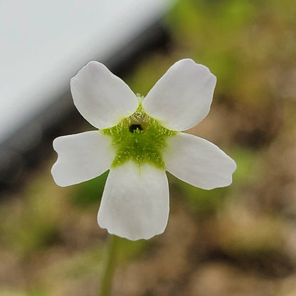 Pinguicula Acuminata Winter Rosette Plant