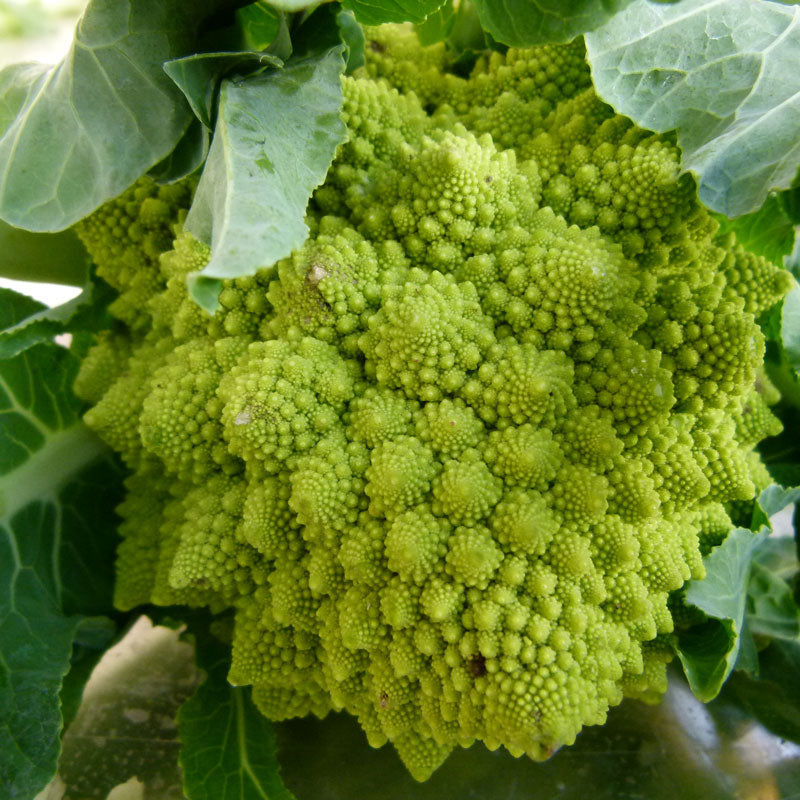 Graines de brocoli Romanesco (biologiques)