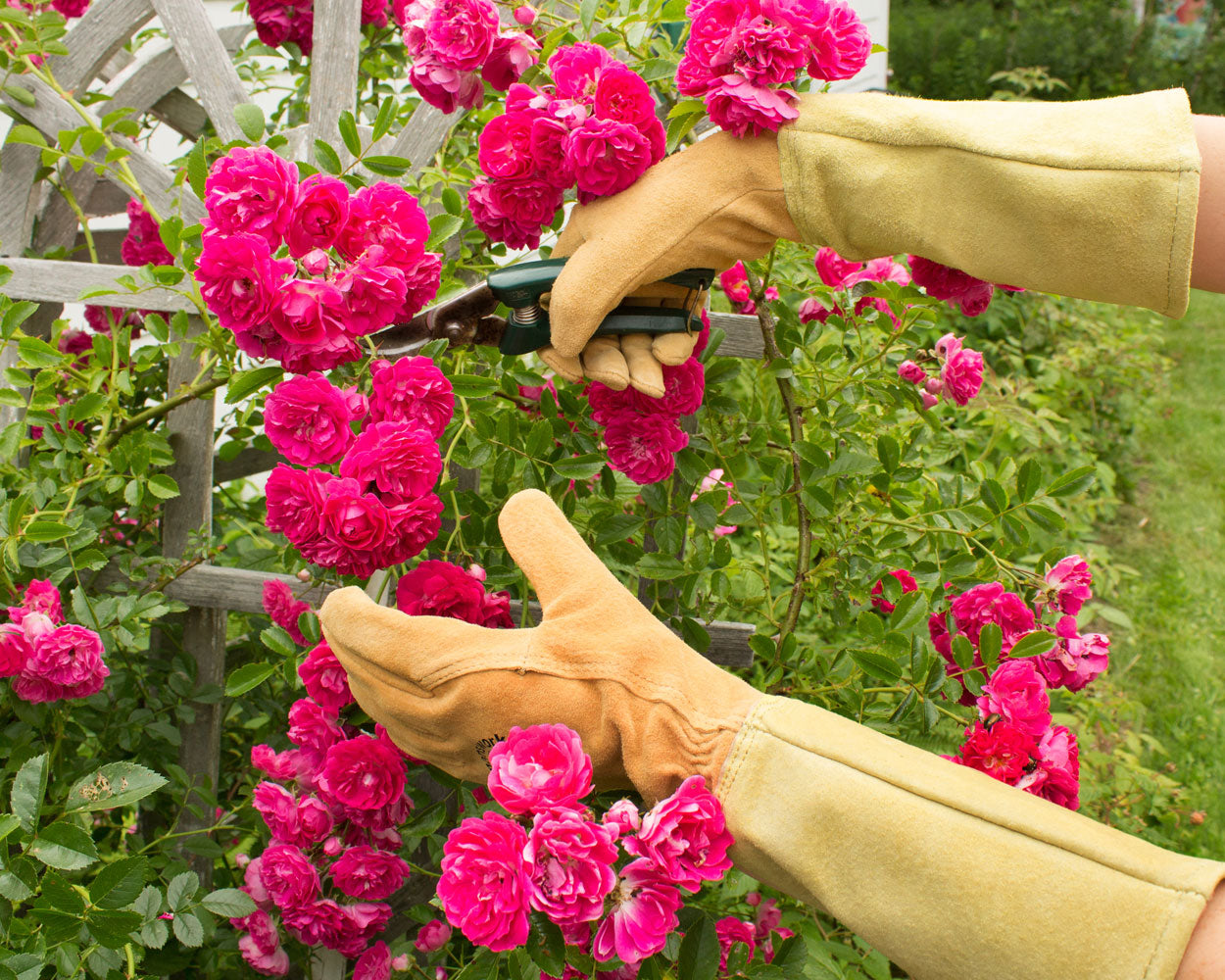 All Leather Gauntlet Glove Arm Saver in tan leather for gardening roses on Tampa Home & Garden Store