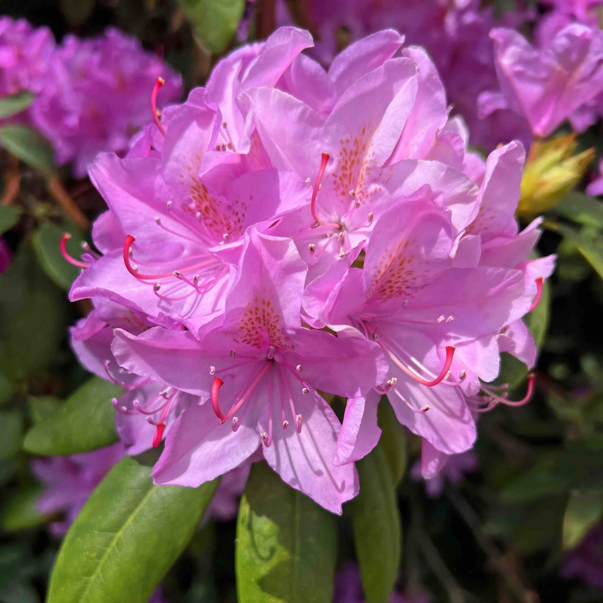 Roseum Elegans Rhododendron plant with pink-purple blossoms and speckled throats on Tampa Home & Garden Store