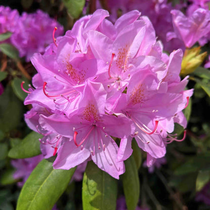 Roseum Elegans Rhododendron plant with pink-purple blossoms and speckled throats on Tampa Home & Garden Store