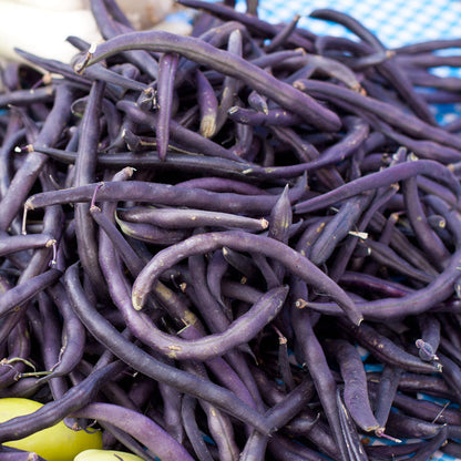 Royalty Purple Pod Bush Bean seeds; bundle of deep purple beans Seedtime Store on Tampa Home & Garden Store