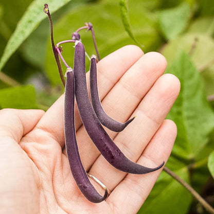 Royalty Purple Pod Bush Bean seeds, three deep purple pods held in hand Seedtime Store on Tampa Home & Garden Store