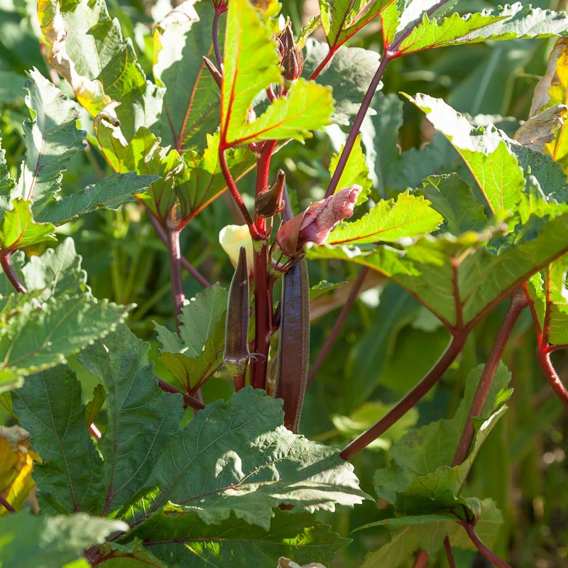 Graines de gombo de Bourgogne (bio)