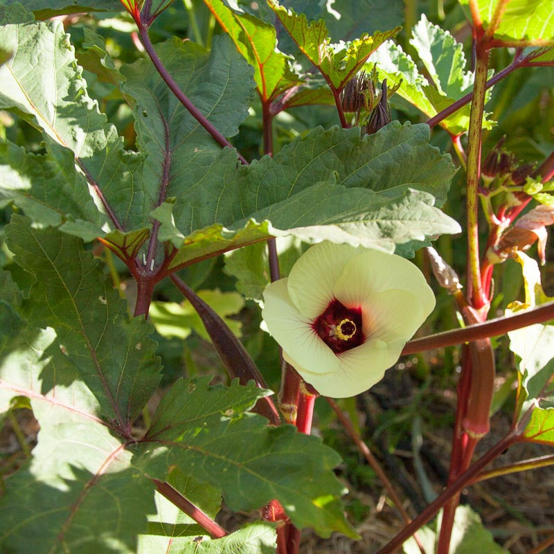 Graines de gombo de Bourgogne (bio)