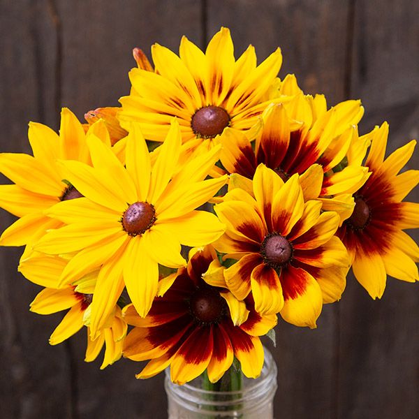 Rudbeckia seeds bouquet with bright yellow petals and dark brown centers on Tampa Home & Garden Store