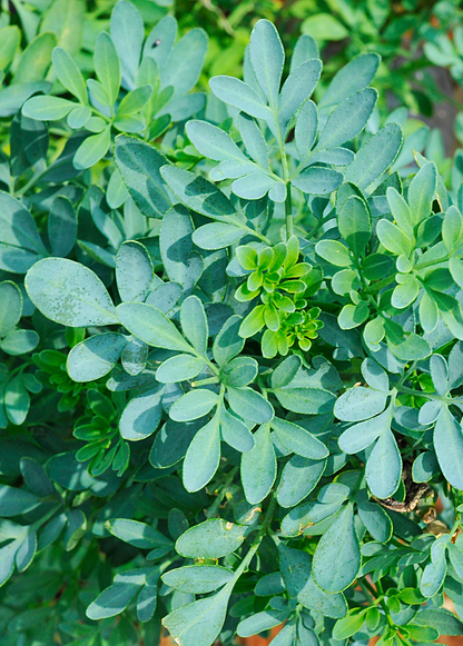 Rue Plant (Ruta graveolens)