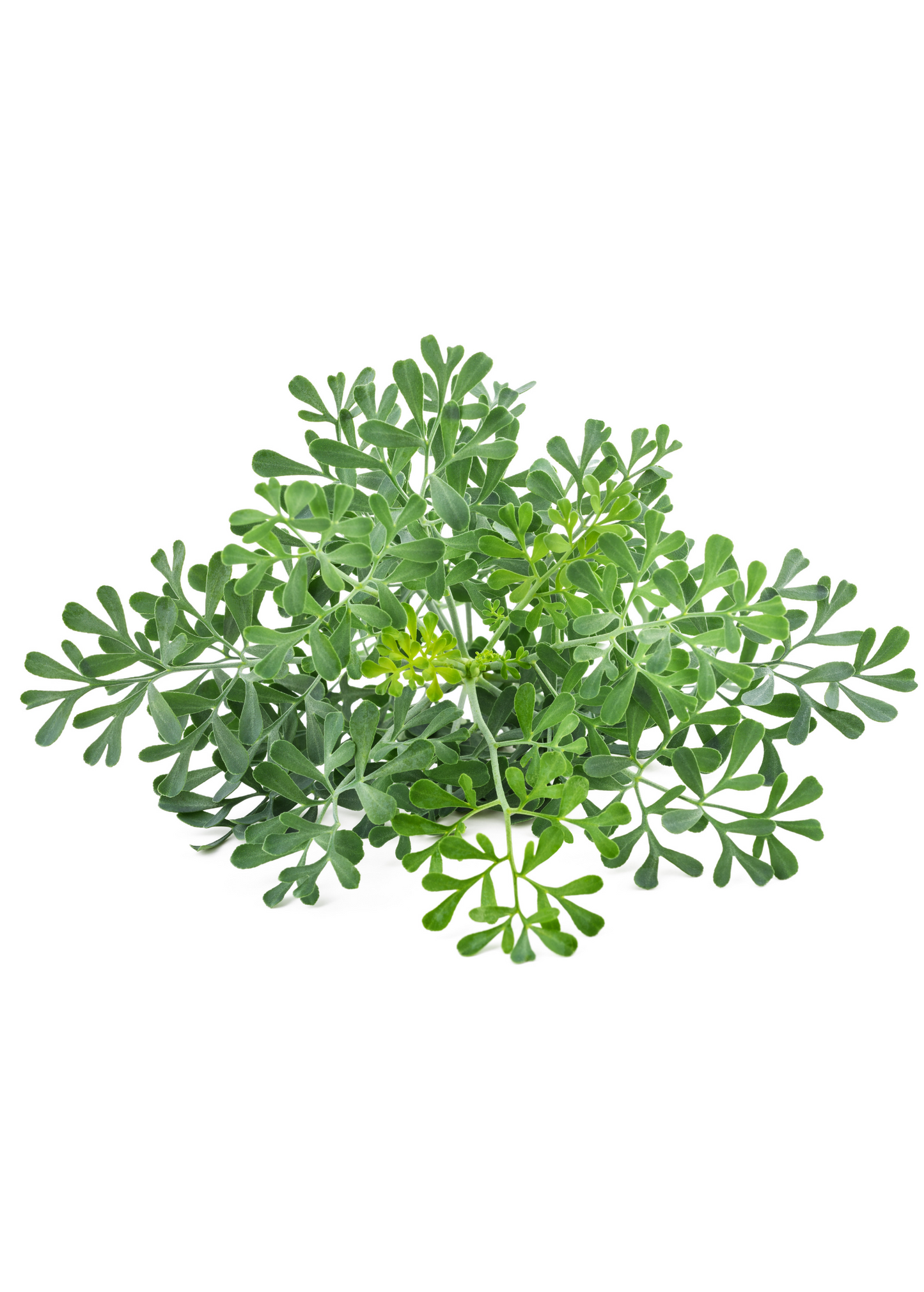 Rue Plant (Ruta graveolens)