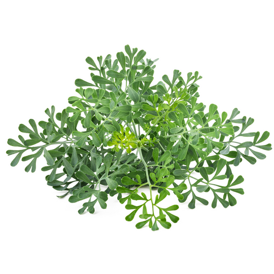 Green leafy rue herb plant on a white background
