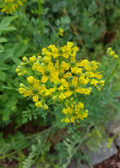 Rue Plant (Ruta graveolens)
