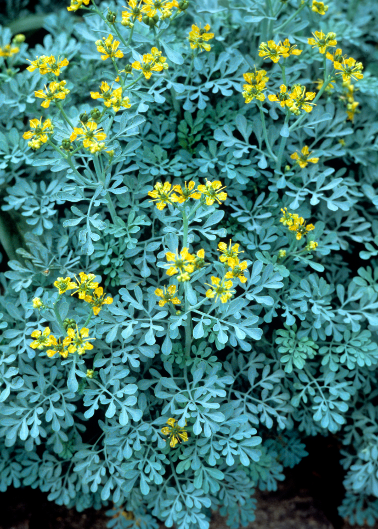 Rue Plant (Ruta graveolens)