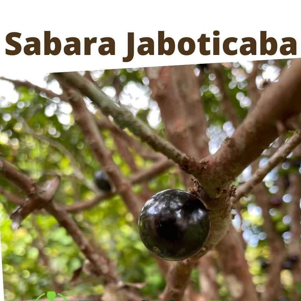 Arbre Jaboticaba | Sabara Jaboticaba, Fruits Noirs