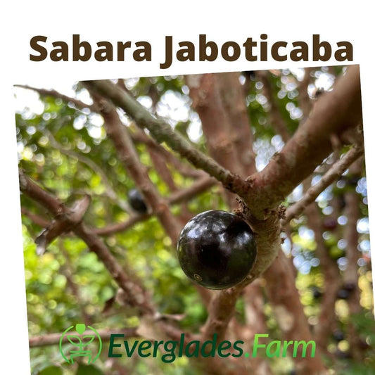 Jaboticaba Tree | Sabara Jaboticaba, Black Fruit