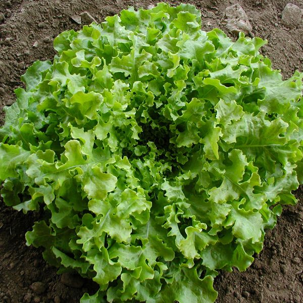 Salad Bowl Lettuce seeds compact head with bright green curly leaves in soil on Tampa Home & Garden Store