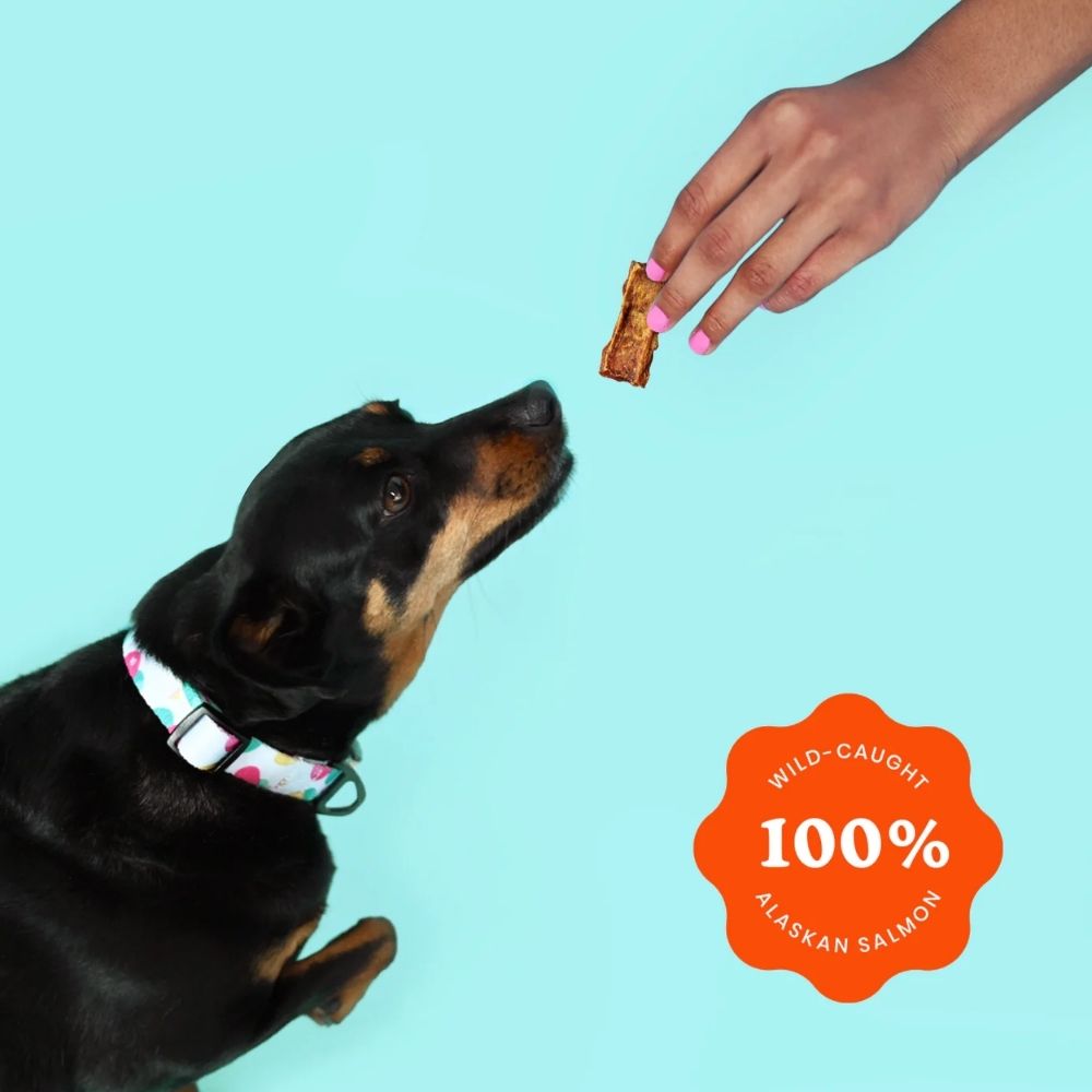 Ava's Pet Palace Crunchy Jerky Snappin' Salmon Treats dog treats by American Pet Supplies; hand offers salmon snack to a dog on Tampa Home & Garden Store