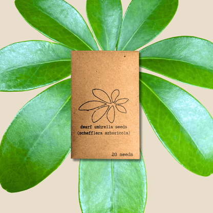 Semillas de Schefflera arboricola 'Planta paraguas enana'