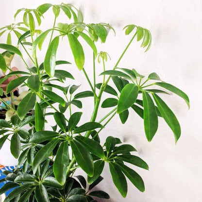 Semillas de Schefflera arboricola 'Planta paraguas enana'