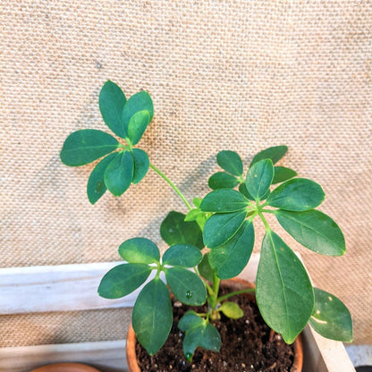 Semillas de Schefflera arboricola 'Planta paraguas enana'