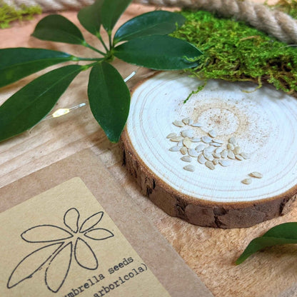 Semillas de Schefflera arboricola 'Planta paraguas enana'