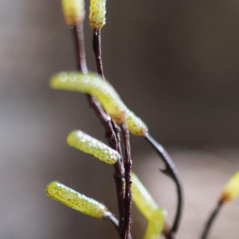 Seed Germination Branch Stem Faux by RusticReach, green bud-like catkins on brown stems on Tampa Home & Garden Store