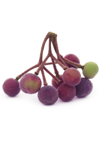 Planta de sherbert (Grewia asiatica)