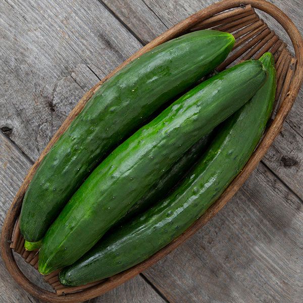 Shintokiwa cucumber trio: three fresh cucumbers in a wicker basket on weathered wood on Tampa Home & Garden Store